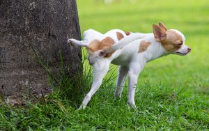 Nintendo Warns: Keep Pets' Pee Away From Your Joy-Con!